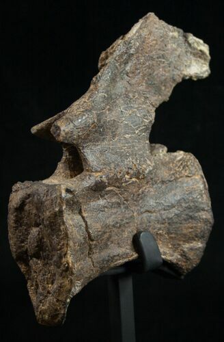 Diplodocus Caudal Vertebra - Dana Quarry #10151